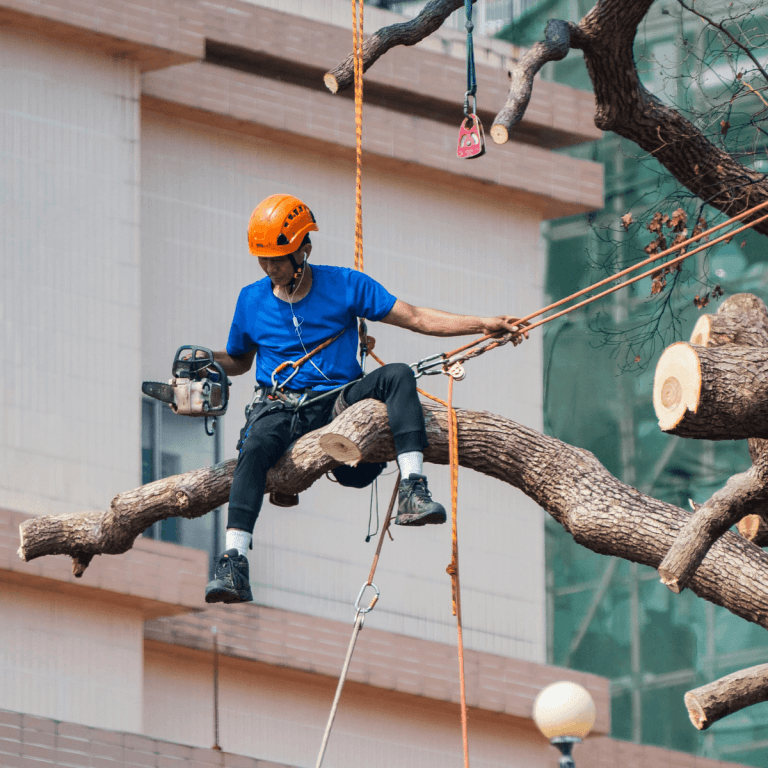 Professional tree service in Newark, NJ removing a large tree from a narrow residential backyard.