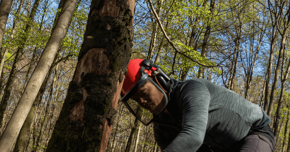 Professional tree trimming crew working on a mature oak in Union County.