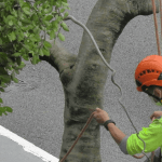 Certified arborist inspecting mature tree for storm risk in Union County NJ