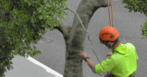 Certified arborist inspecting mature tree for storm risk in Union County NJ