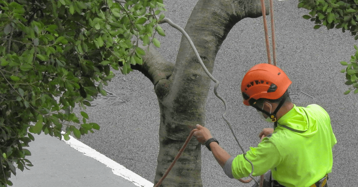 Certified arborist inspecting mature tree for storm risk in Union County NJ