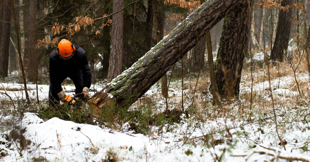 Preventing snow and ice damage to trees in Union, NJ