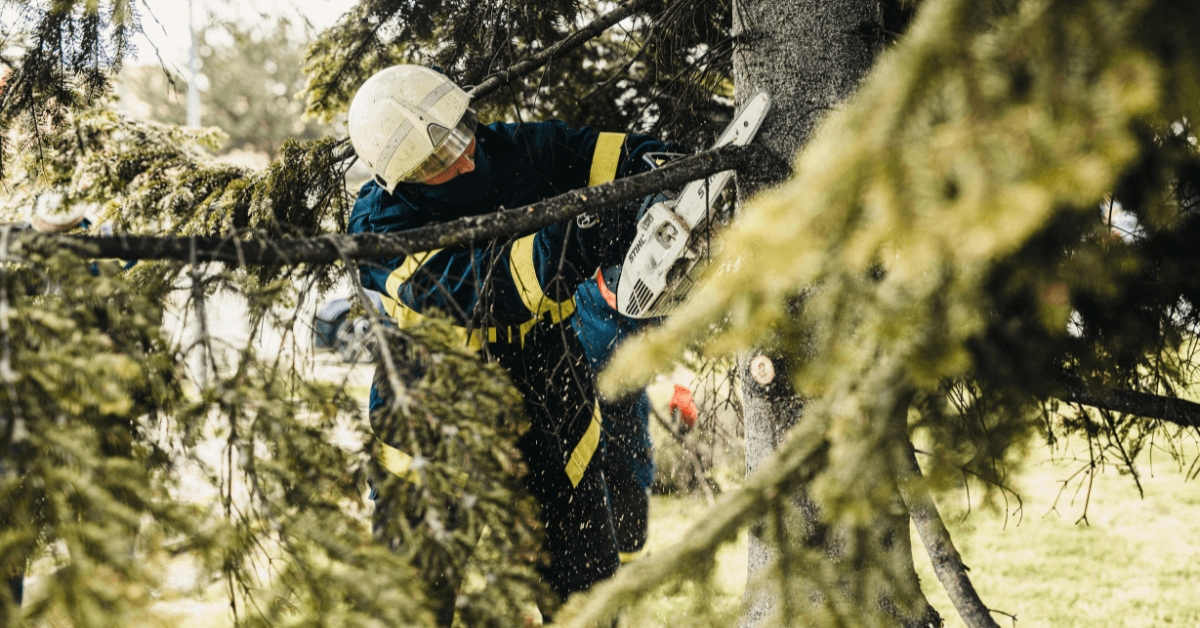 Tree pruning services in Union, NJ