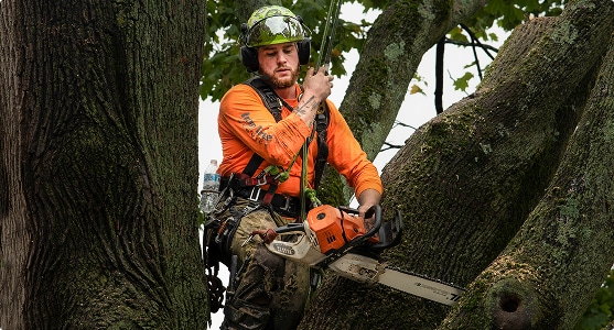 Tree service crew pruning a large oak in Essex County, NJ