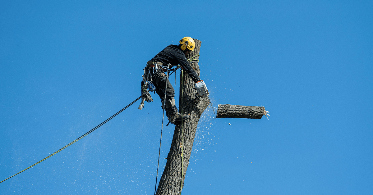 Crew performing tree removal in Union, NJ, backyard with crane assistance.