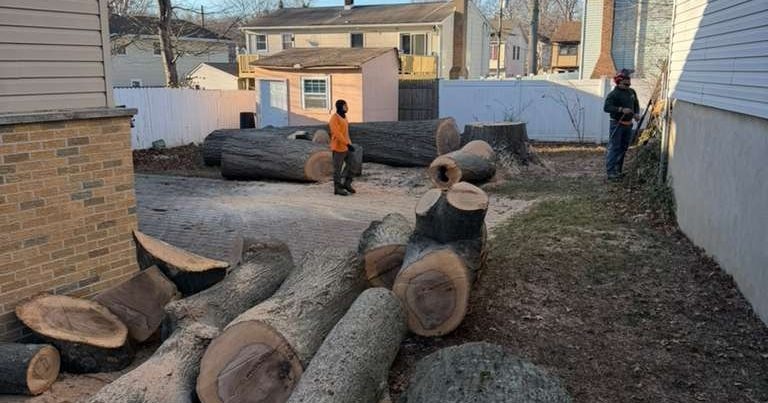 Safe tree removal on a narrow residential property in Essex County, NJ using specialized tight-access equipment.