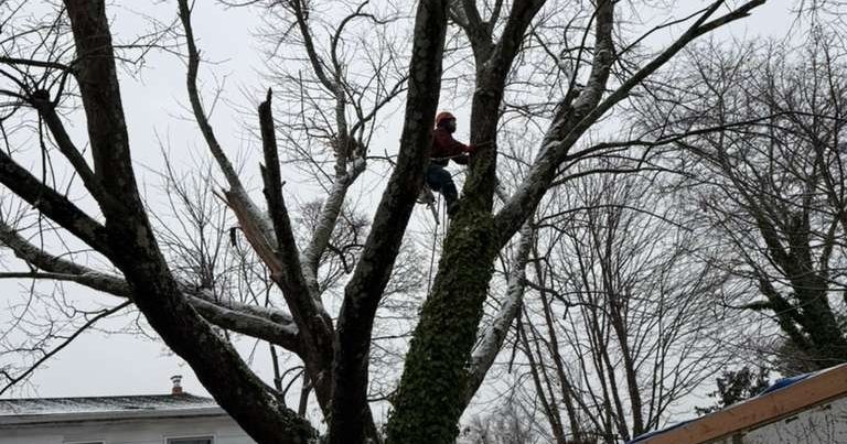Large crane-assisted tree removal of a hazardous Oak tree on a residential property in Bergen County, NJ.