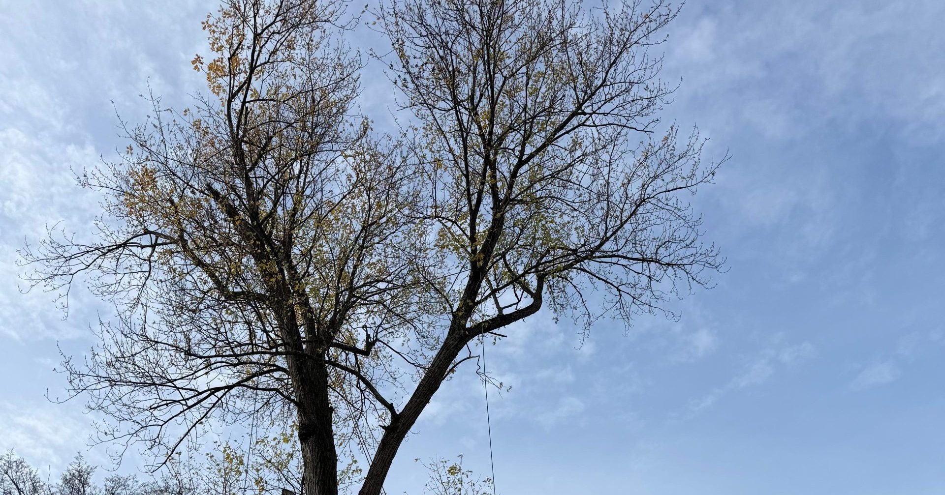 Professional tree removal crew safely removing a hazardous tree near a home in Middlesex County, NJ.