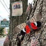 The Spotted Lanternfly in Union, NJ: 2026 Update