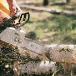 A tree with a large trunk crack near a residential home