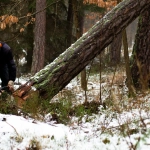 Preventing snow and ice damage to trees in Union, NJ