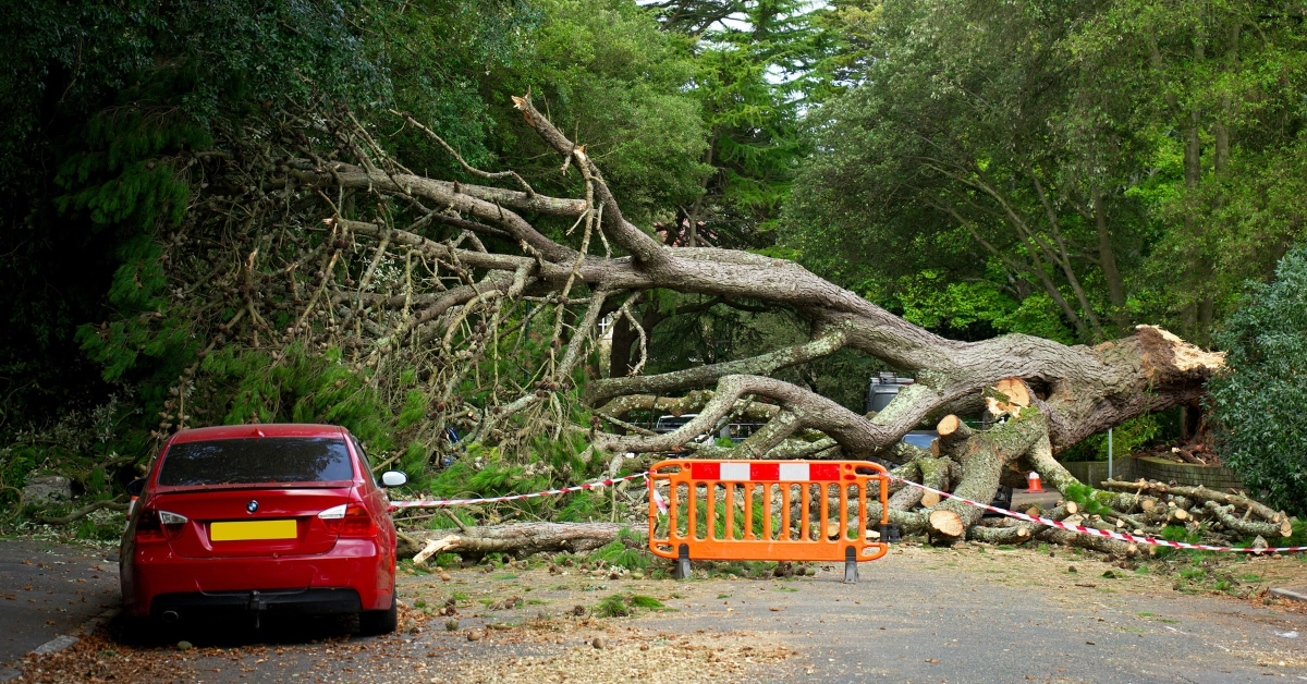 Emergency tree removal and storm cleanup service in Union, NJ
