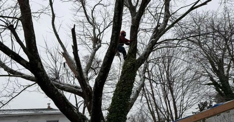 Large crane-assisted tree removal of a hazardous Oak tree on a residential property in Bergen County, NJ.