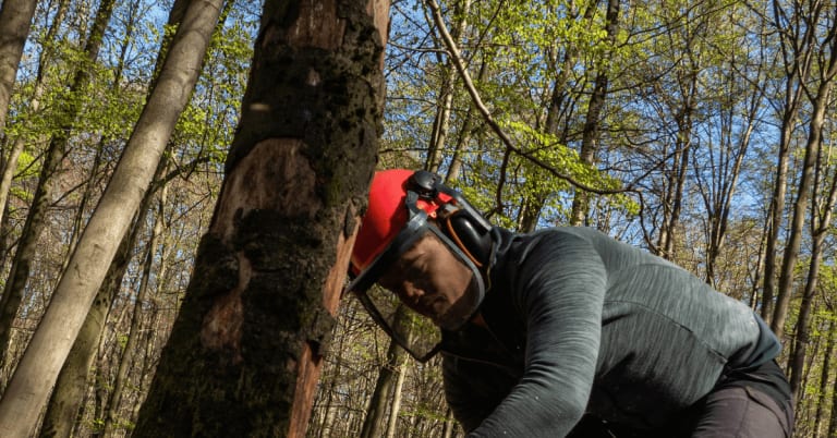 Professional tree trimming crew working on a mature oak in Union County.
