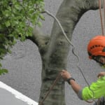 Certified arborist inspecting mature tree for storm risk in Union County NJ