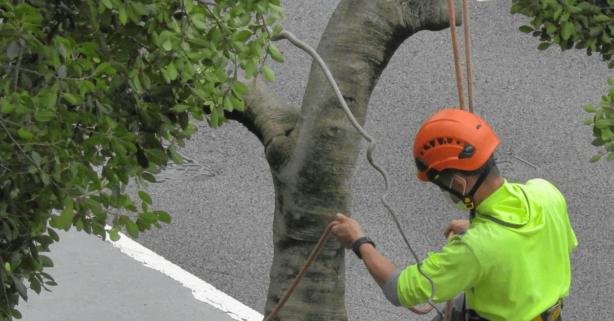 Certified arborist inspecting mature tree for storm risk in Union County NJ