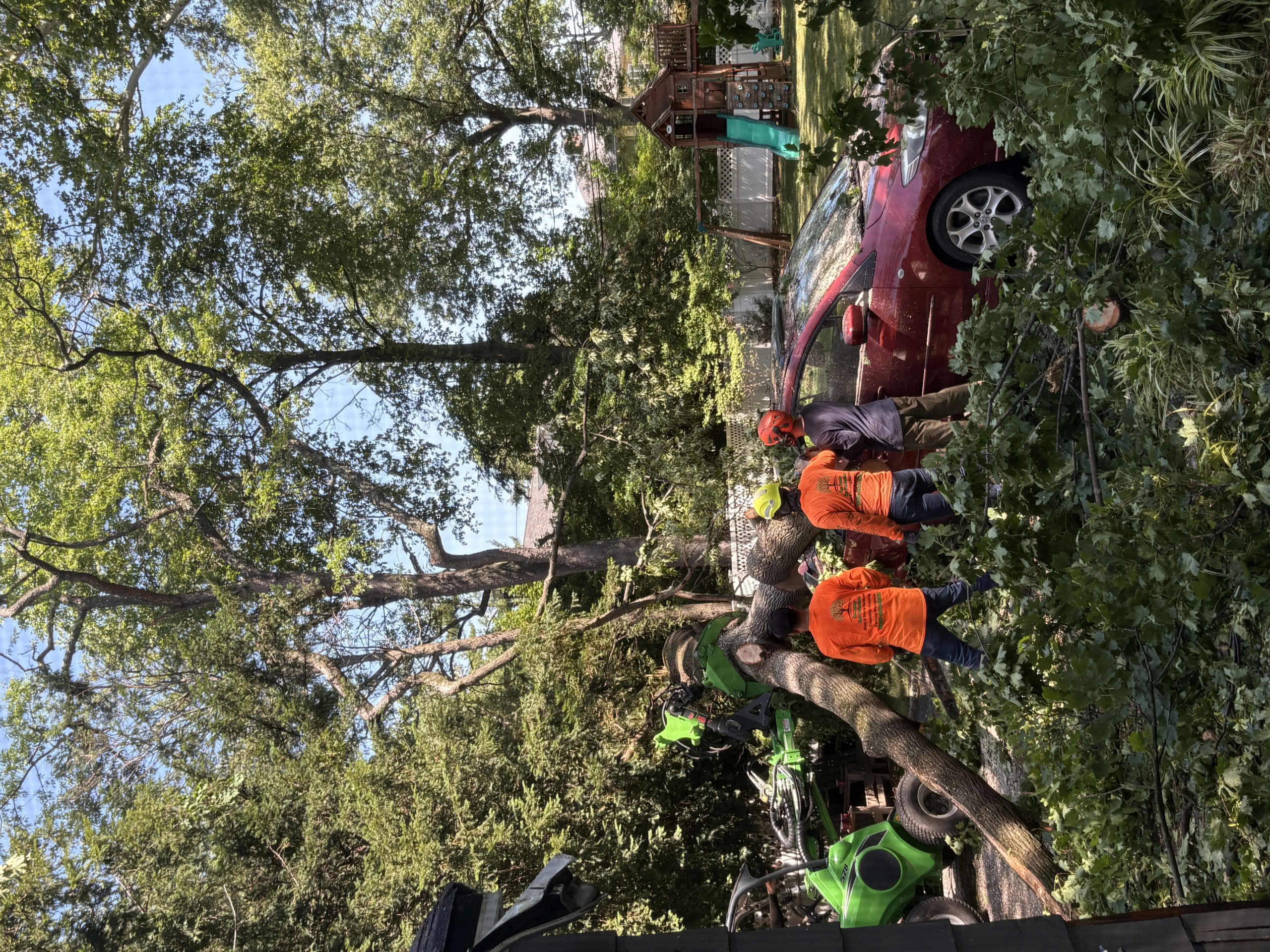 tree service elizabeth nj